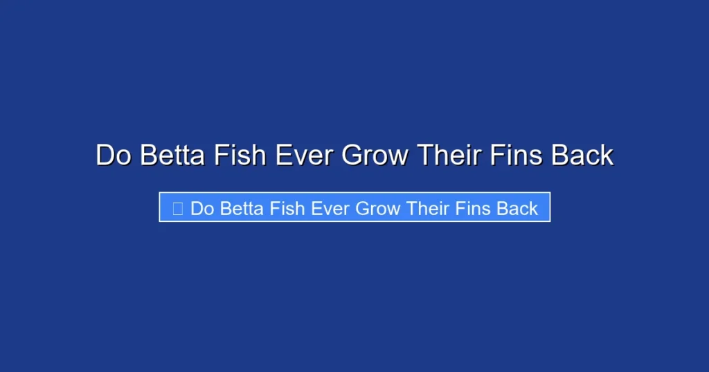 Do Betta Fish Ever Grow Their Fins Back