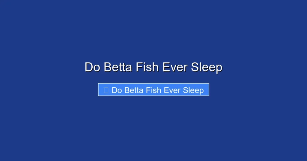 Do Betta Fish Ever Sleep