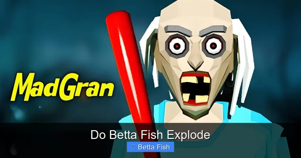 Do Betta Fish Explode