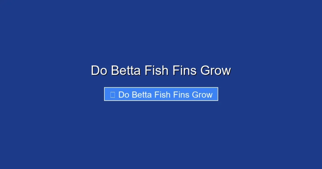 Do Betta Fish Fins Grow
