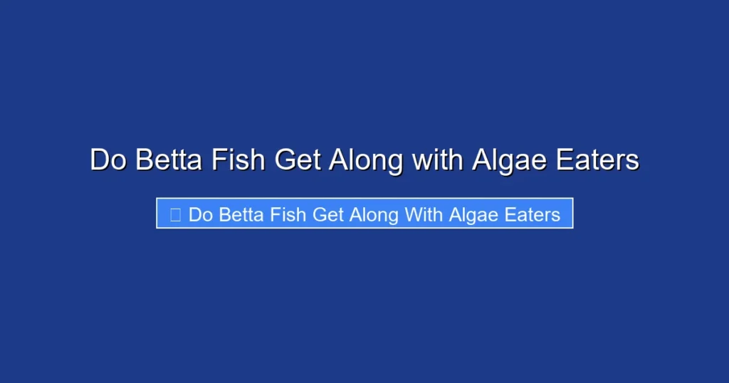 Do Betta Fish Get Along with Algae Eaters