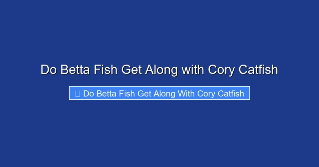 Do Betta Fish Get Along with Cory Catfish