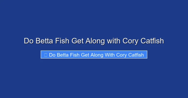 Do Betta Fish Get Along with Cory Catfish