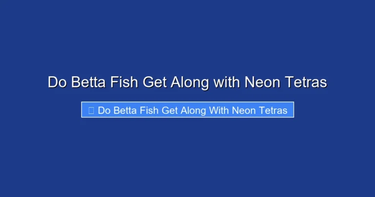 Do Betta Fish Get Along with Neon Tetras