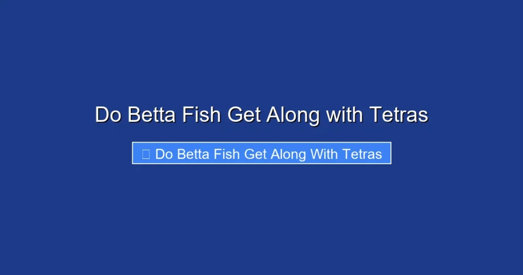 Do Betta Fish Get Along with Tetras