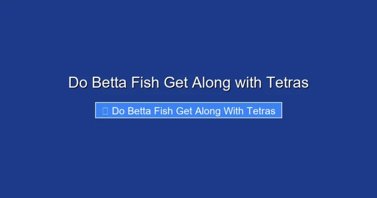 Do Betta Fish Get Along with Tetras