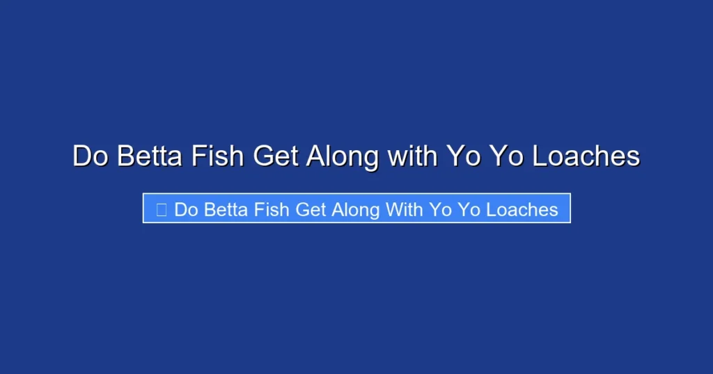 Do Betta Fish Get Along with Yo Yo Loaches