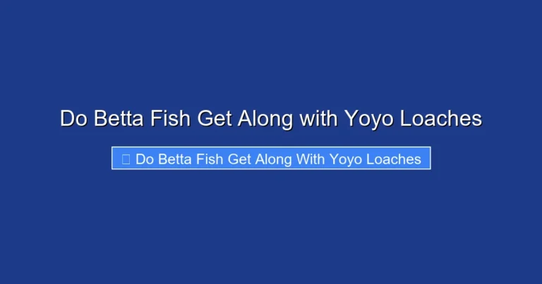 Do Betta Fish Get Along with Yoyo Loaches