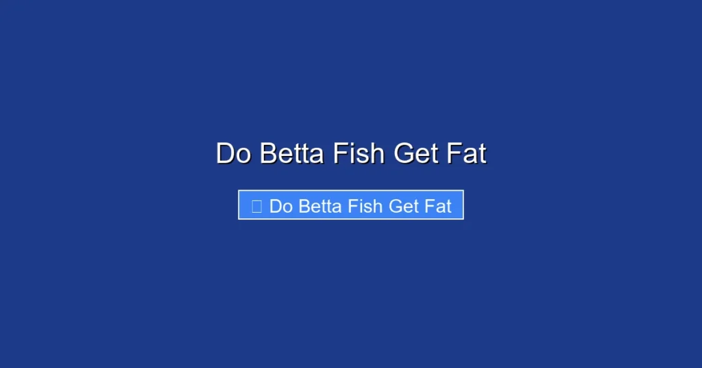 Do Betta Fish Get Fat