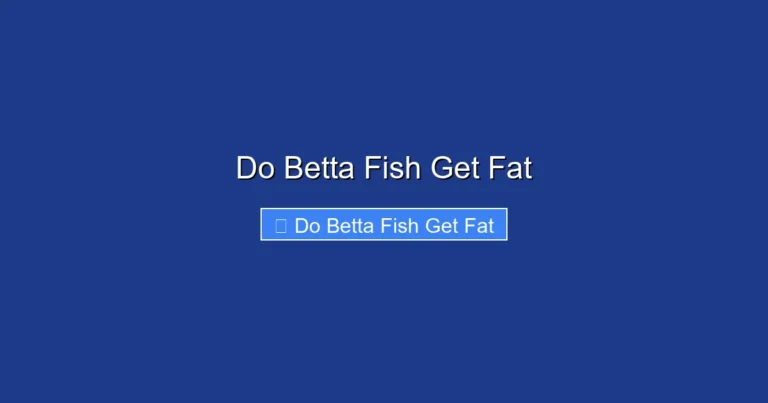 Do Betta Fish Get Fat