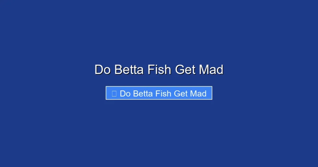 Do Betta Fish Get Mad
