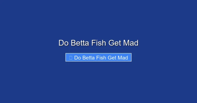 Do Betta Fish Get Mad