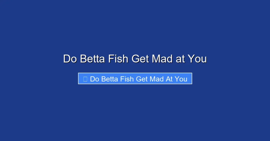 Do Betta Fish Get Mad at You