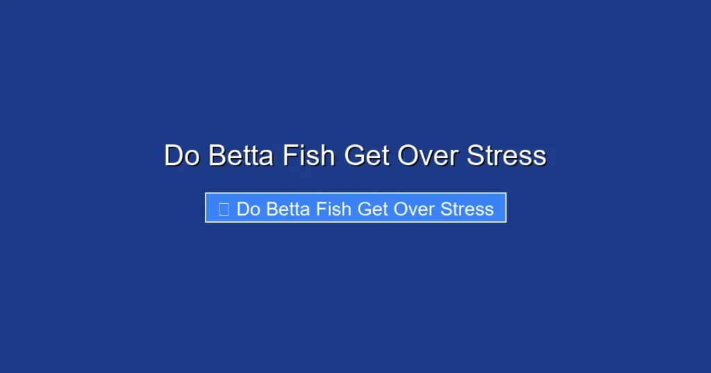 Do Betta Fish Get Over Stress