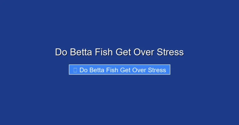 Do Betta Fish Get Over Stress