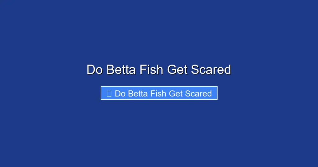 Do Betta Fish Get Scared