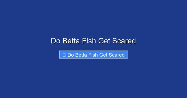 Do Betta Fish Get Scared