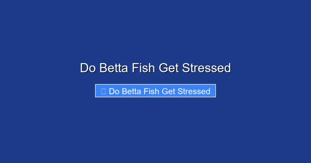 Do Betta Fish Get Stressed