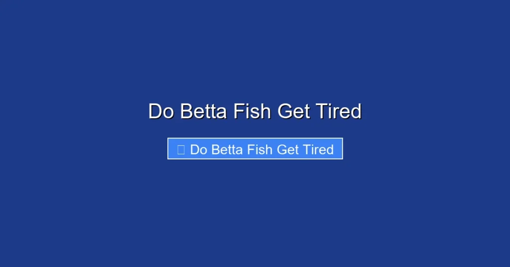 Do Betta Fish Get Tired