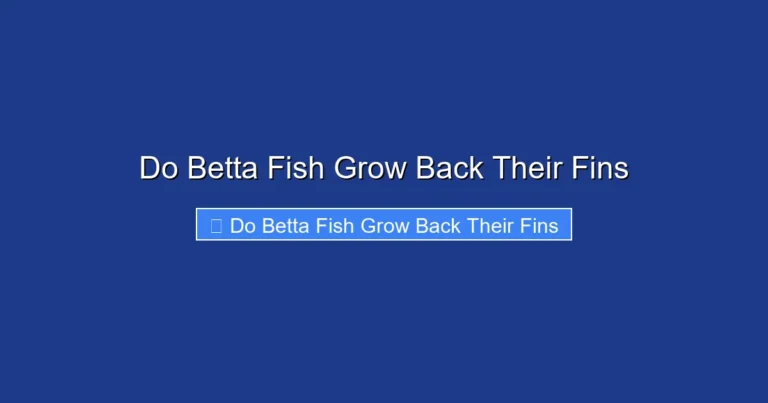 Do Betta Fish Grow Back Their Fins
