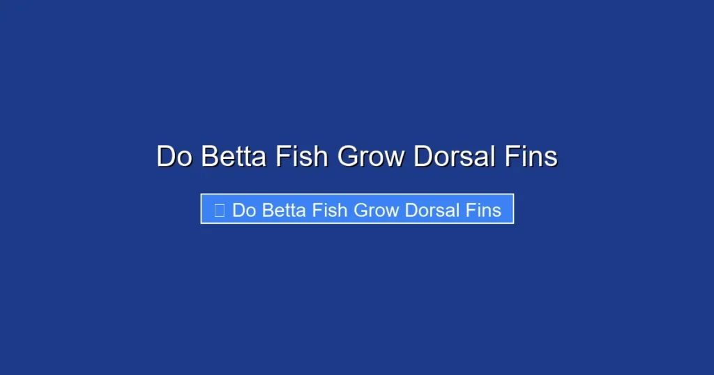 Do Betta Fish Grow Dorsal Fins