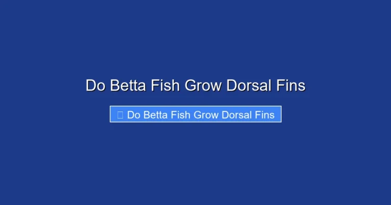 Do Betta Fish Grow Dorsal Fins