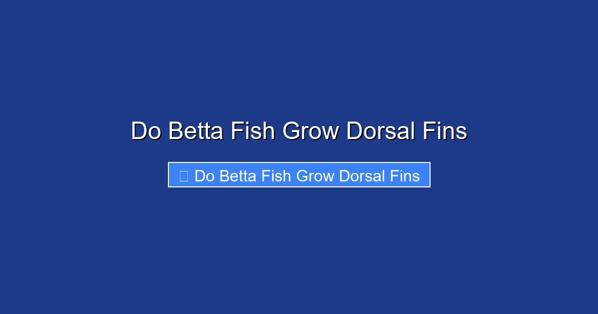 Do Betta Fish Grow Dorsal Fins