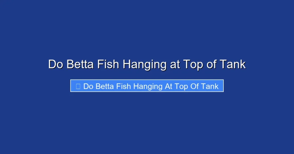 Do Betta Fish Hanging at Top of Tank