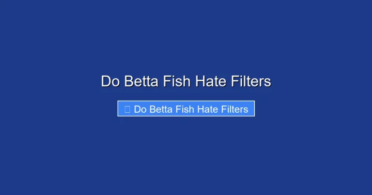 Do Betta Fish Hate Filters