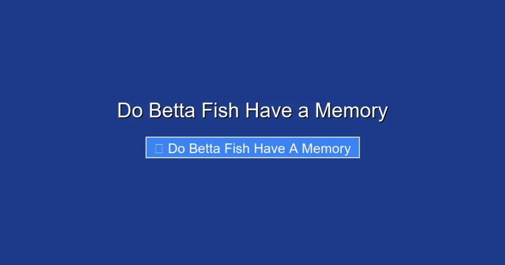 Do Betta Fish Have a Memory
