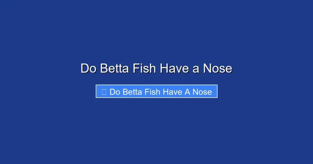 Do Betta Fish Have a Nose