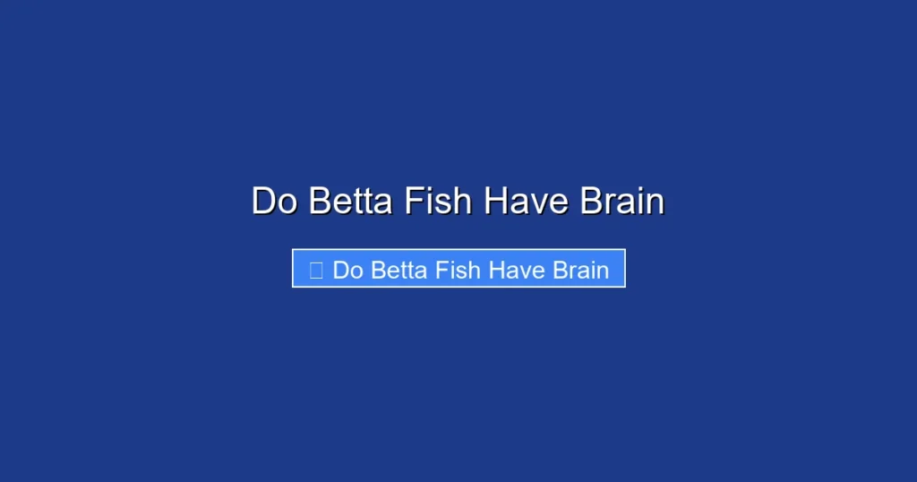 Do Betta Fish Have Brain