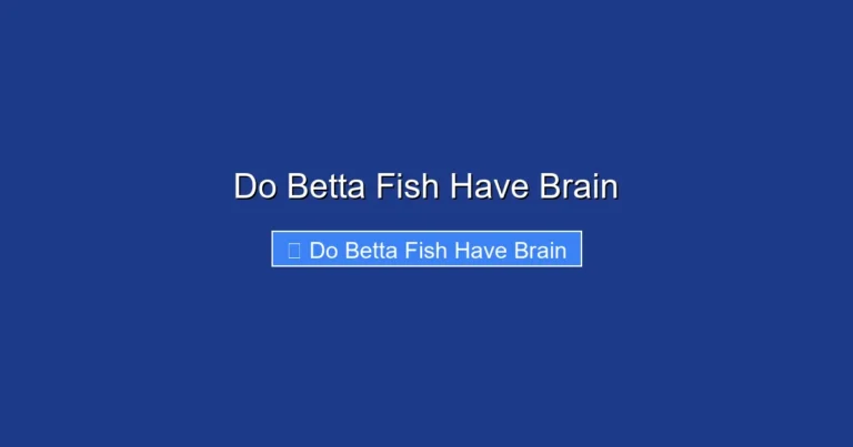 Do Betta Fish Have Brain