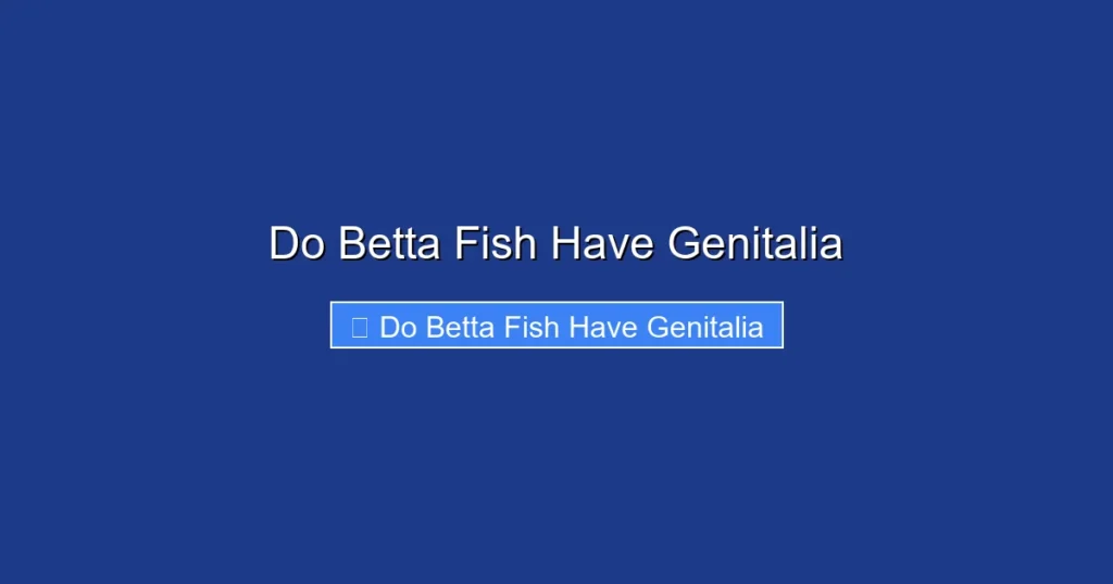 Do Betta Fish Have Genitalia