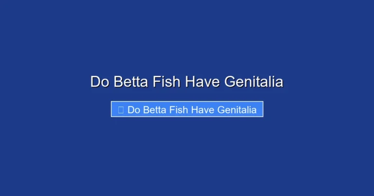 Do Betta Fish Have Genitalia