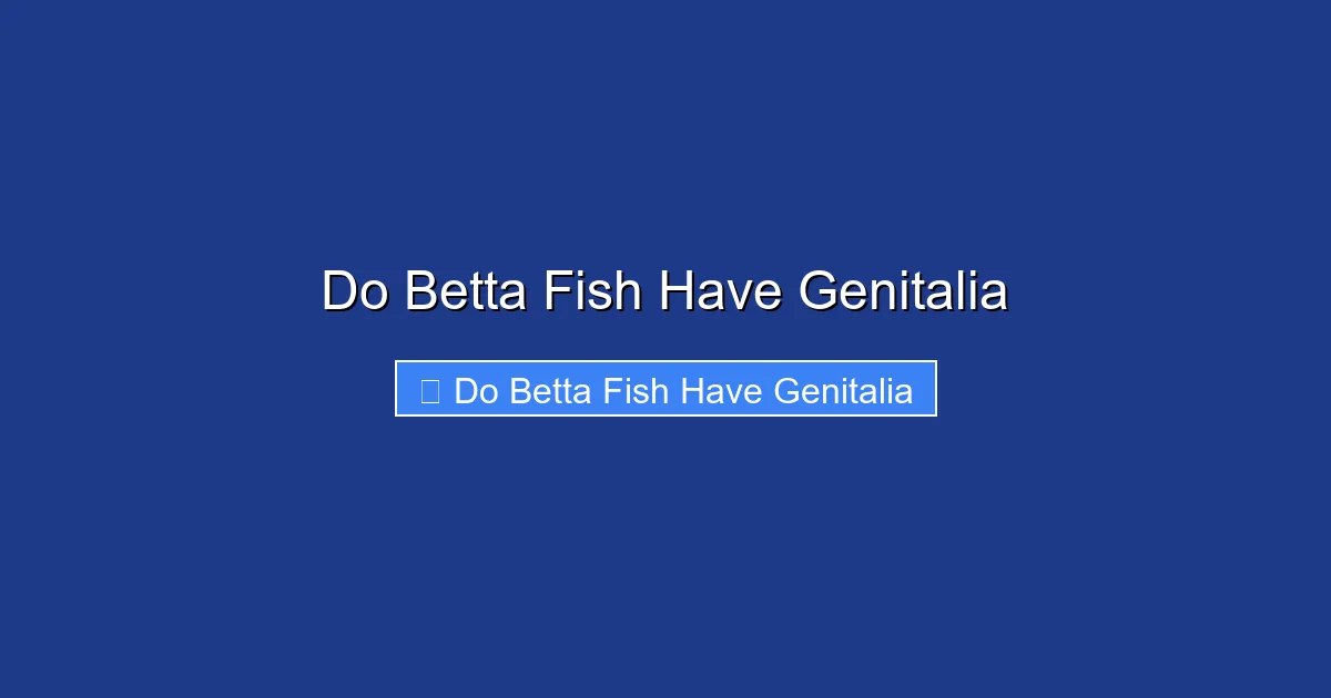 Do Betta Fish Have Genitalia