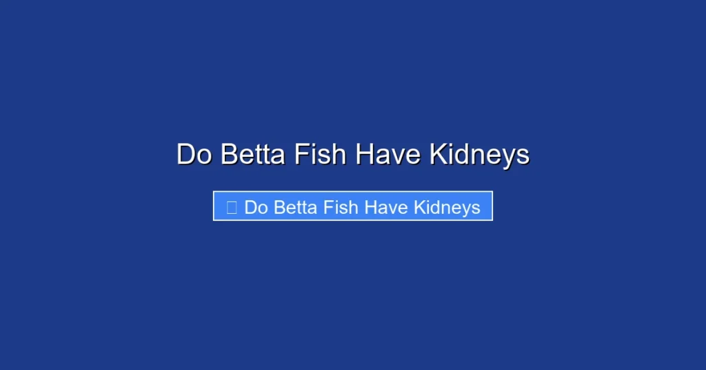 Do Betta Fish Have Kidneys