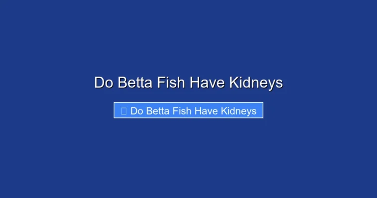 Do Betta Fish Have Kidneys