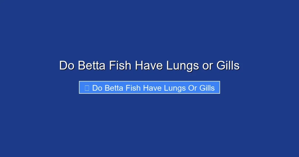 Do Betta Fish Have Lungs or Gills
