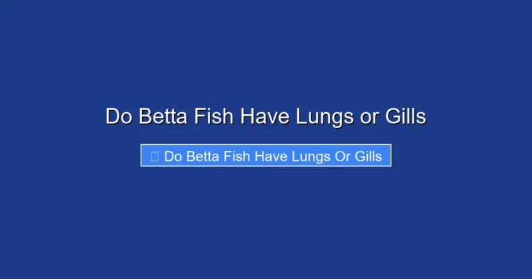 Do Betta Fish Have Lungs or Gills