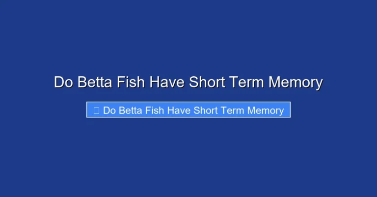Do Betta Fish Have Short Term Memory
