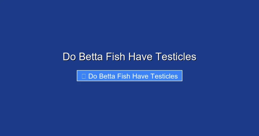 Do Betta Fish Have Testicles