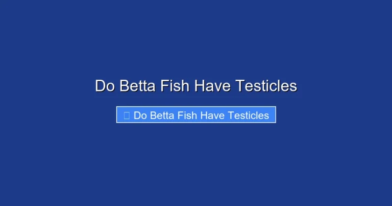 Do Betta Fish Have Testicles