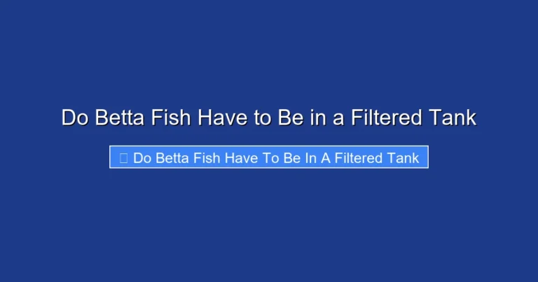 Do Betta Fish Have to Be in a Filtered Tank