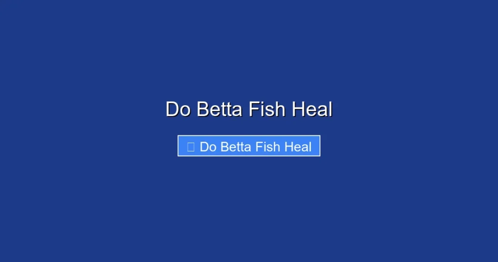Do Betta Fish Heal