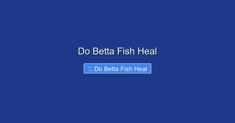 Do Betta Fish Heal