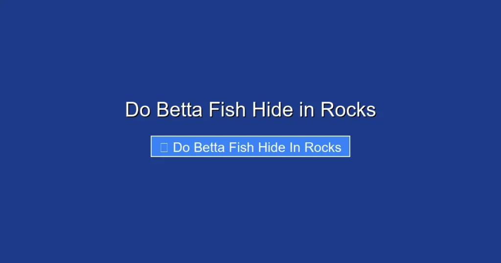 Do Betta Fish Hide in Rocks