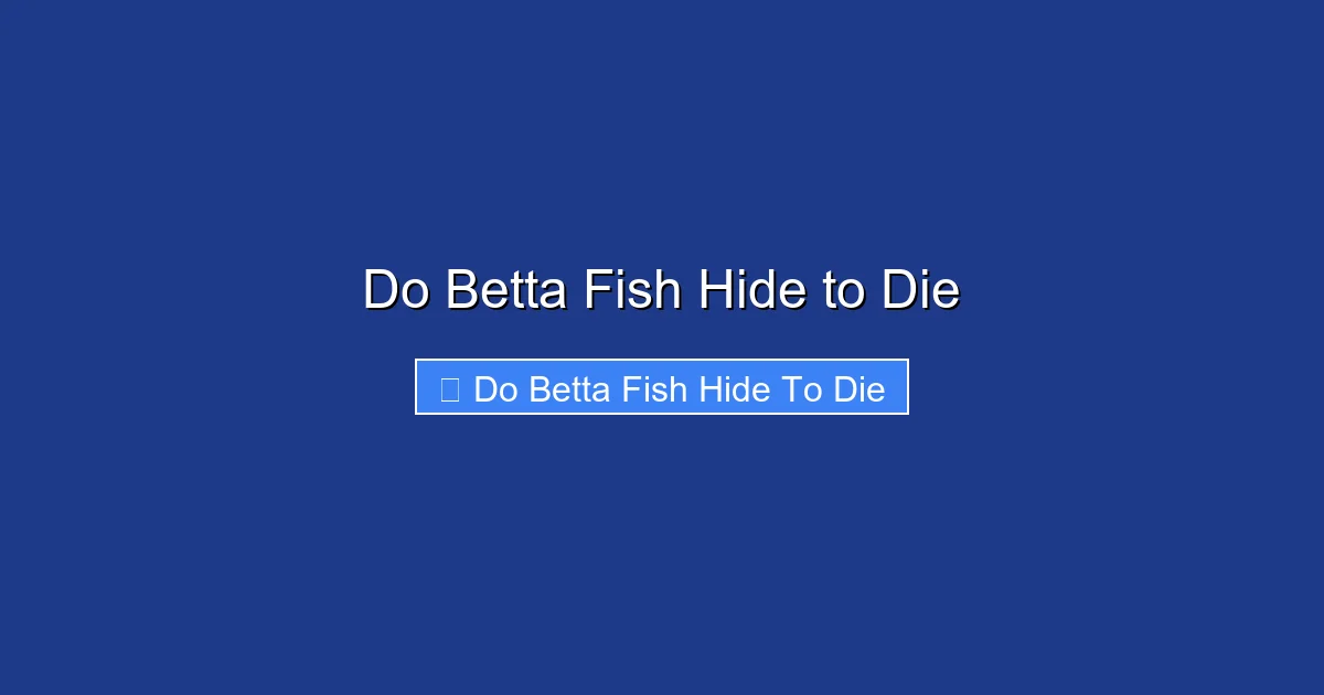 Do Betta Fish Hide to Die