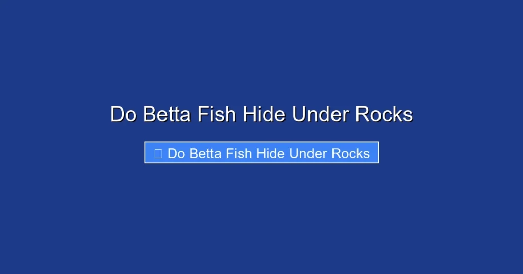 Do Betta Fish Hide Under Rocks
