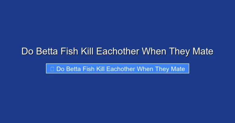 Do Betta Fish Kill Eachother When They Mate